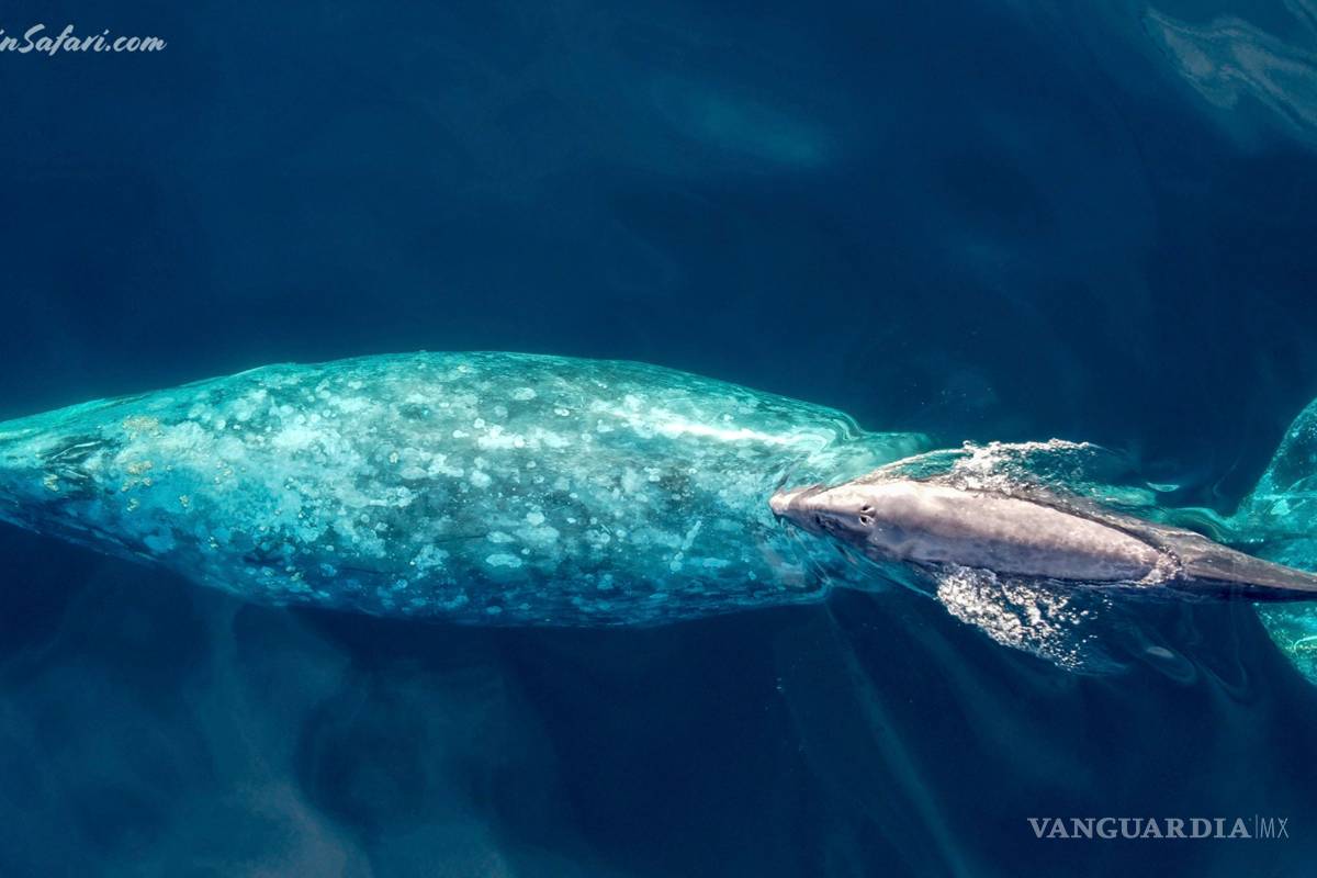 Cría de ballena gris nada con su madre cerca del sur de California