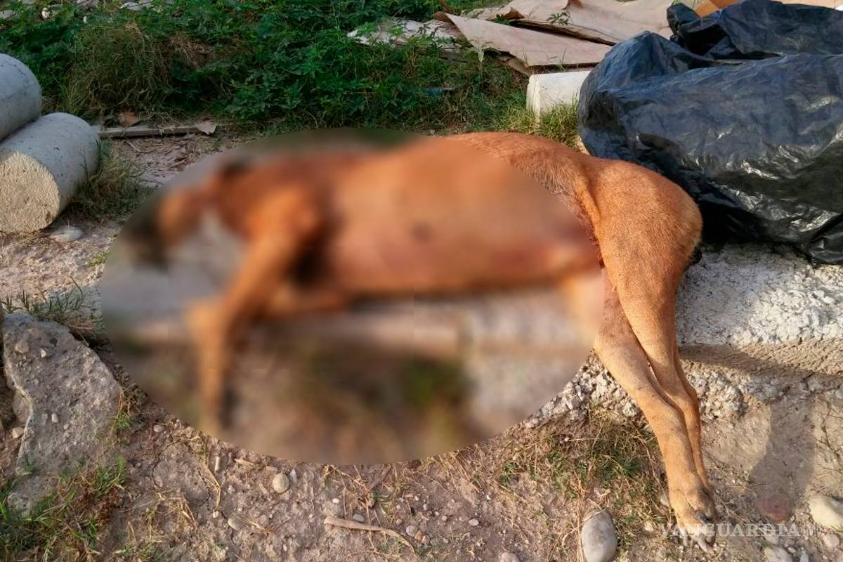 Asesinan a dos perros a puñaladas en Piedras Negras; demandan que se investigue
