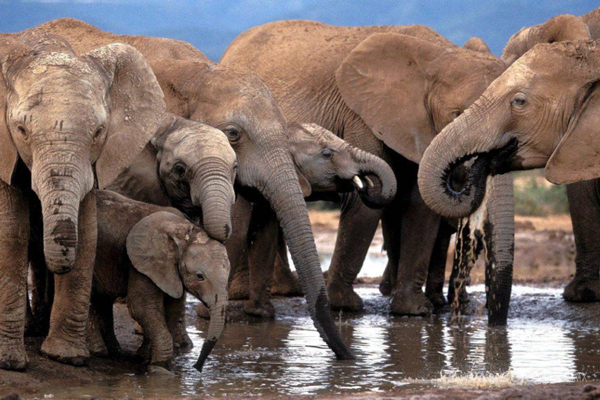 Zimbabue se embolsa 2.7 mdd al vender 97 elefantes a China y Dubái