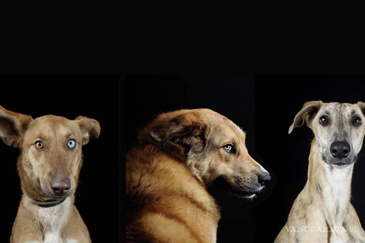 Perros portarían nuevo y mortal virus para los humanos