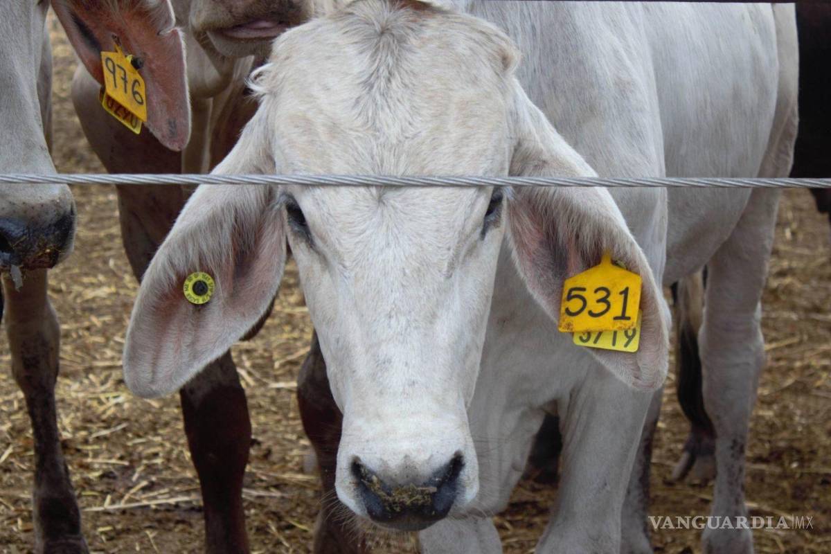 Confirma Estados Unidos primer contagio humano de gusano barrenador