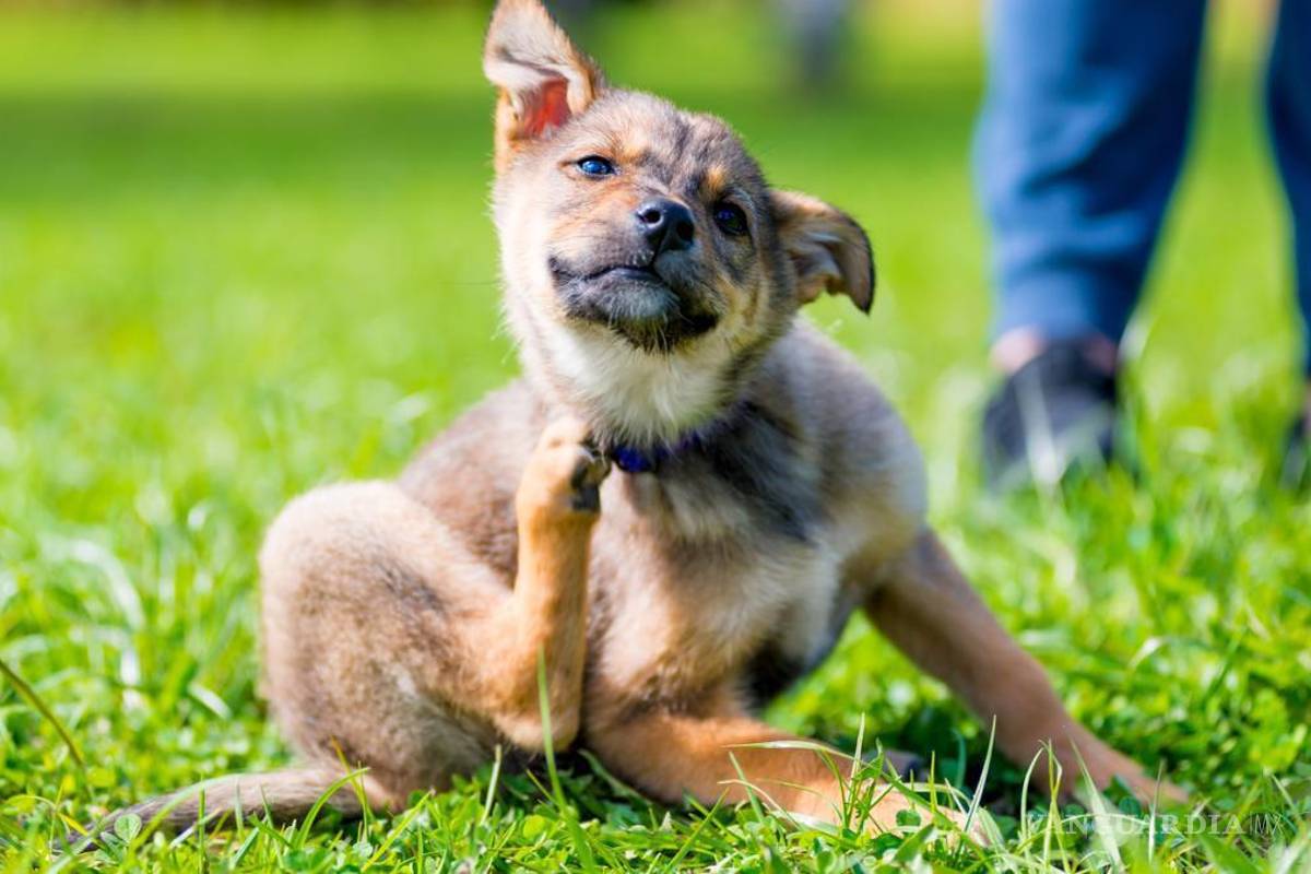 Bañar seguido a mascotas y equilibrar alimentación erradica garrapatas, afirma veterinario de Piedras Negras