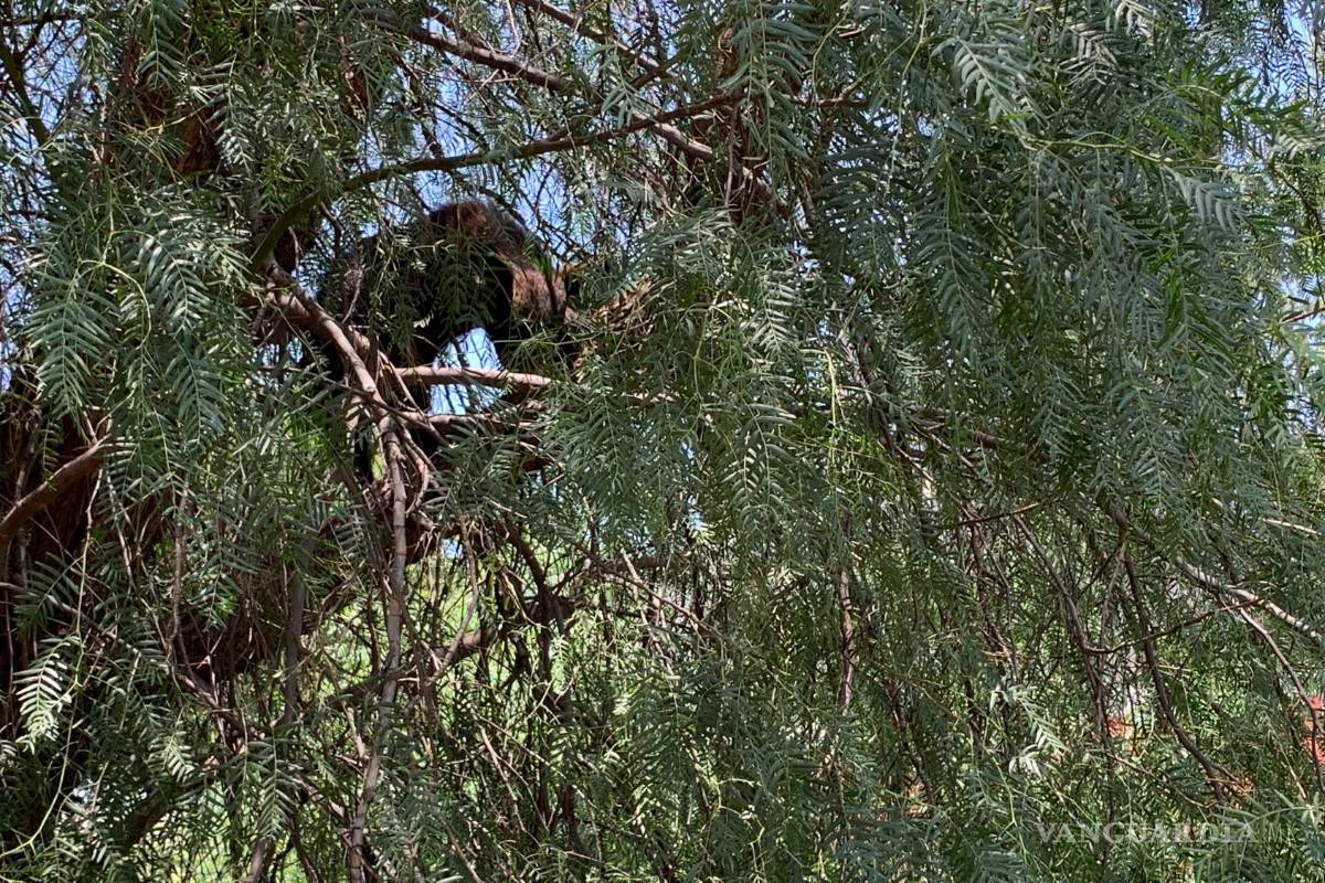 Capturan osezno en Lomas de Lourdes