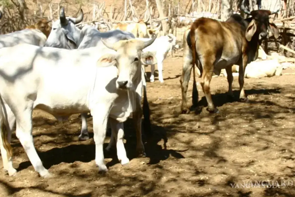Exige Coahuila cierre de frontera sur para frenar al gusano barrenador