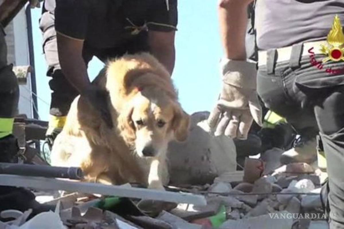 'Romeo', el perro que sobrevivió 9 días bajo los escombros en Italia