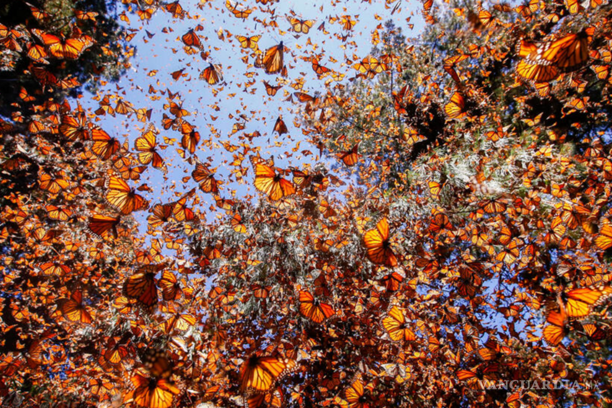 Google celebra la llegada de la mariposa monarca a México con un Doodle lleno de color y conciencia ambiental