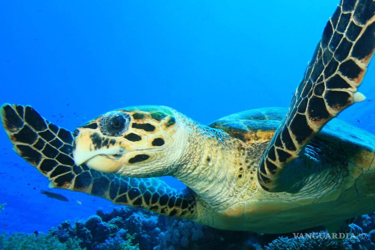 Tortuga marina en peligro de extinción es encontrada muerta en playa de Alabama