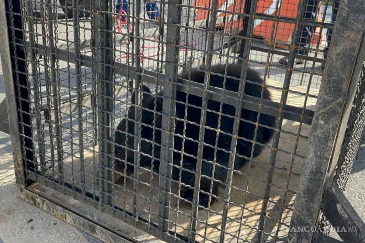 $!El oso fue llevado en una jaula.
