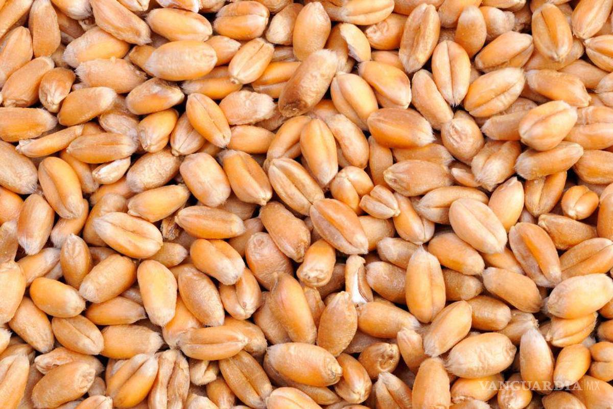 México importa granos a niveles récord, alta dependencia extranjera