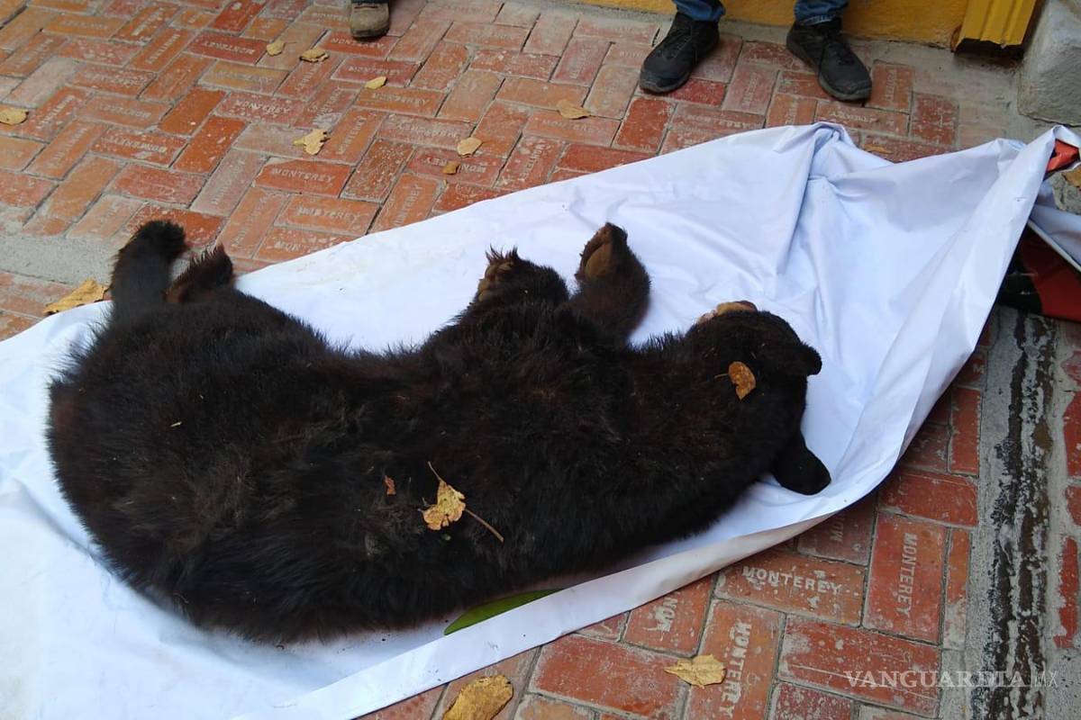 Capturan a oso que ingresó a la Presidencia de Villaldama, Nuevo León