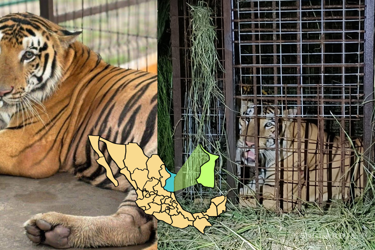 Capturan a tigre que escapó de un zoológico en Reynosa tras casi una semana de búsqueda; Estados Unidos había sido alertado