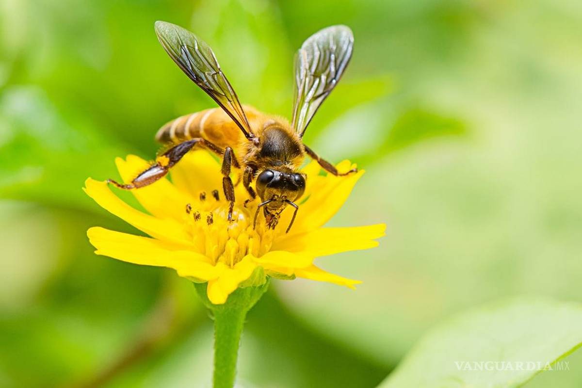 EU desarrolla programa para usar insectos como arma biológica: revista Science