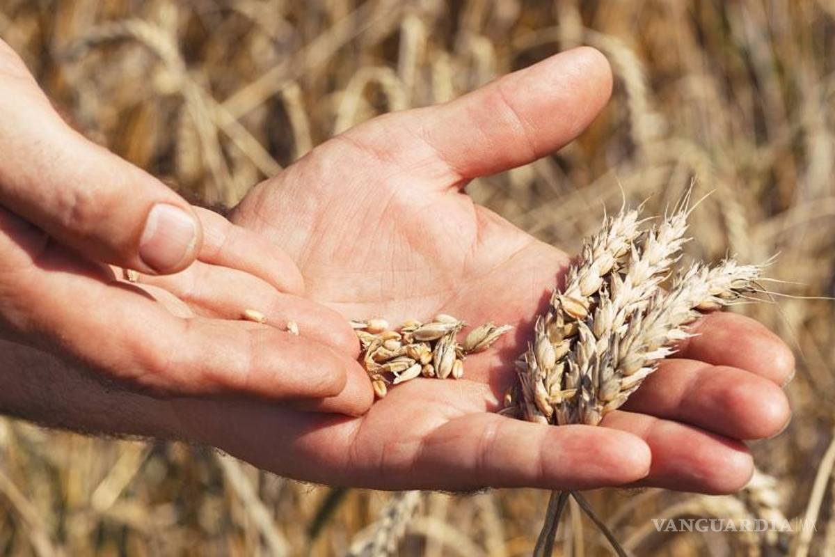 Trigo aumenta 8.6% tras ataques rusos a puertos y almacenes de cereales en Ucrania
