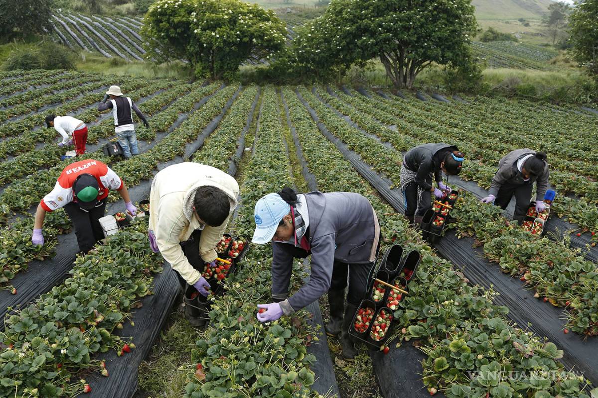 Campo mexicano perdería 20% de empleos