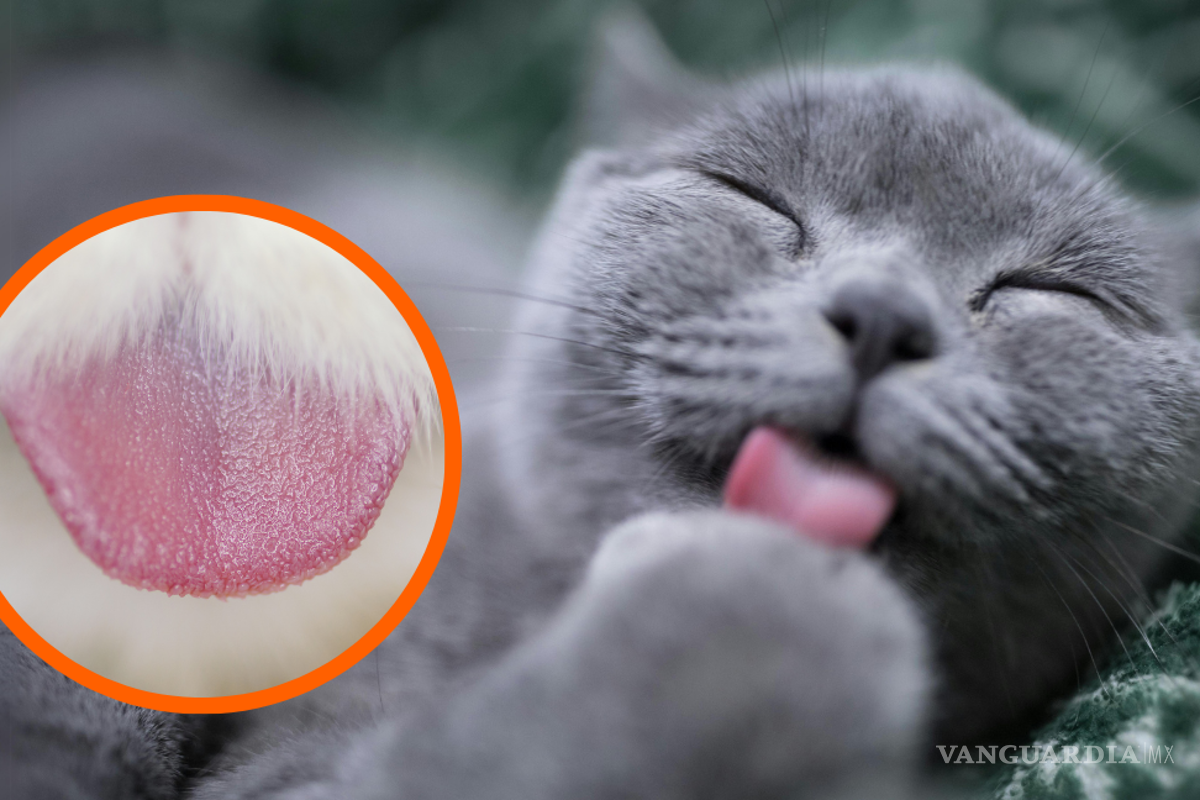 ¿Por qué la lengua de los gatos es áspera? La ciencia detrás de las papilas cónicas