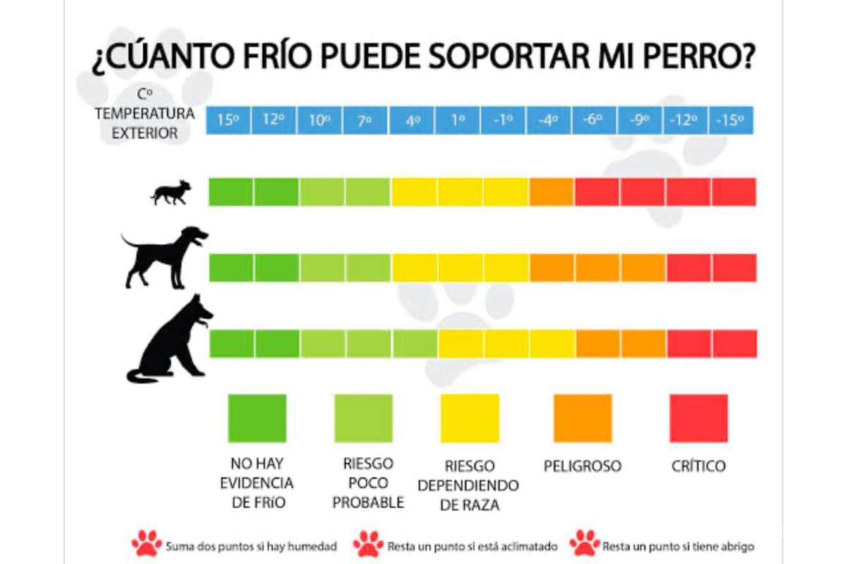 $!La sensibilidad al frío en los perros depende de su tamaño, pelaje, raza y condiciones de salud.