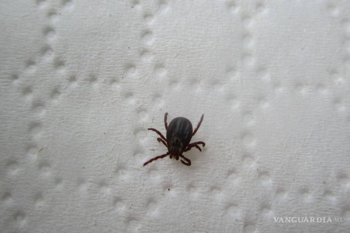 Emite Secretaría de Salud Coahuila recomendaciones para prevenir rickettsiosis