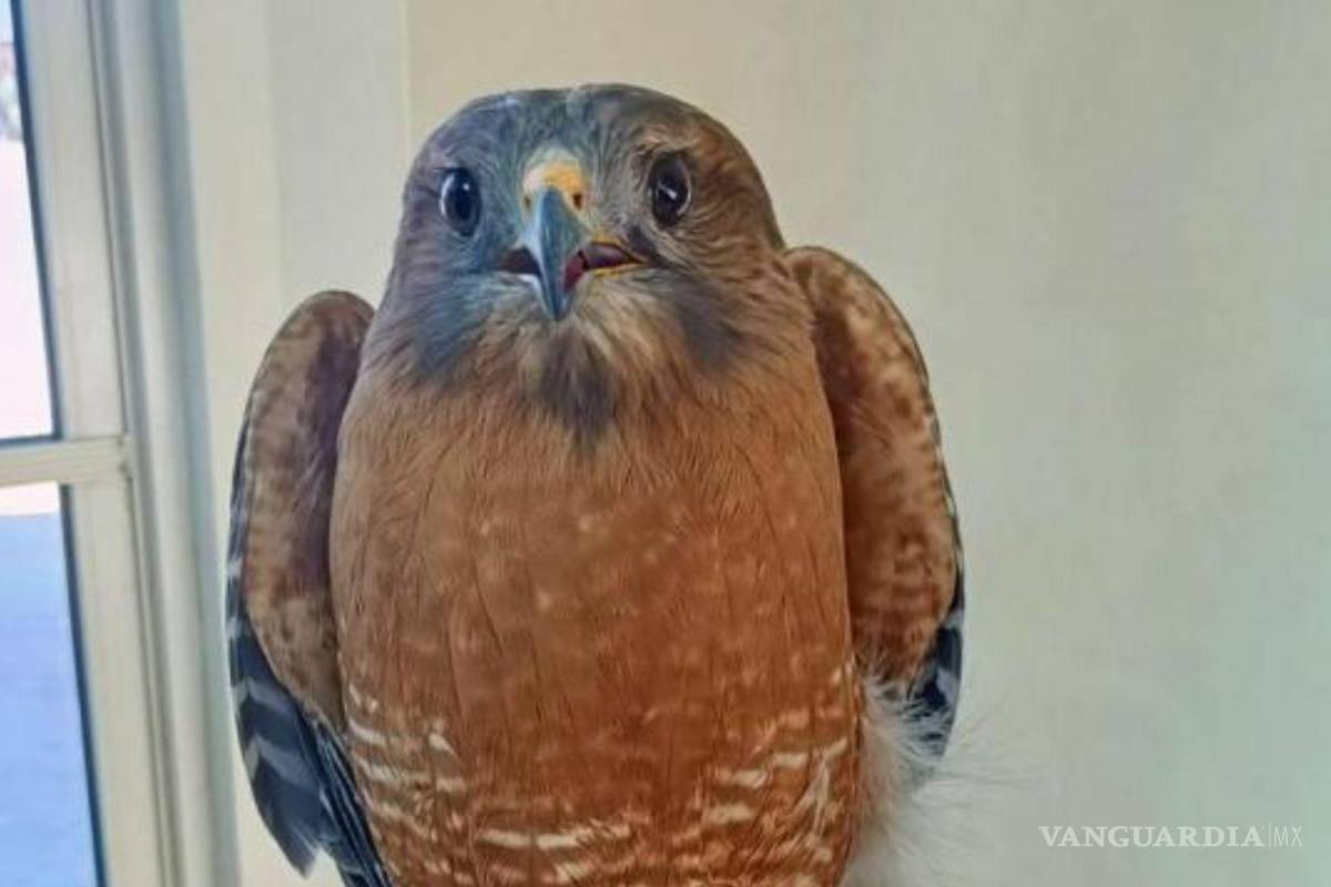 Colaboran en rescate y cuidado de fauna silvestre encontrada en Torreón