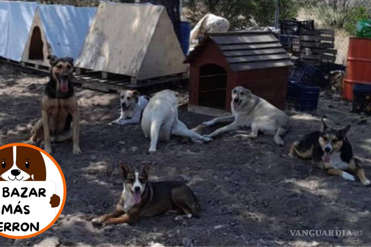 ¿Quieres darle un segundo aire a tu closet y ayudar perritos? Perrunos UAAAN te invita al ‘Bazar Más Perrón’