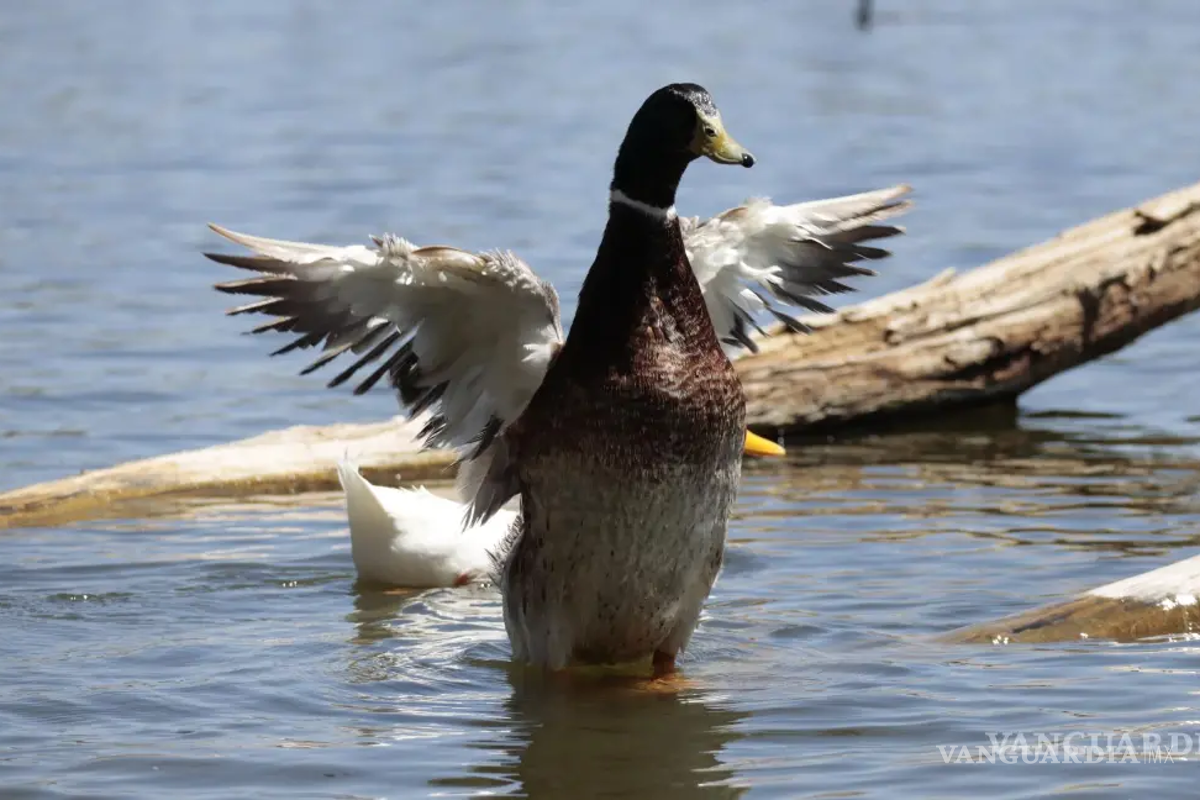 Muertes de patos en la Ciudad Deportiva de Saltillo se deben a peleas territoriales, asegura el Inedec