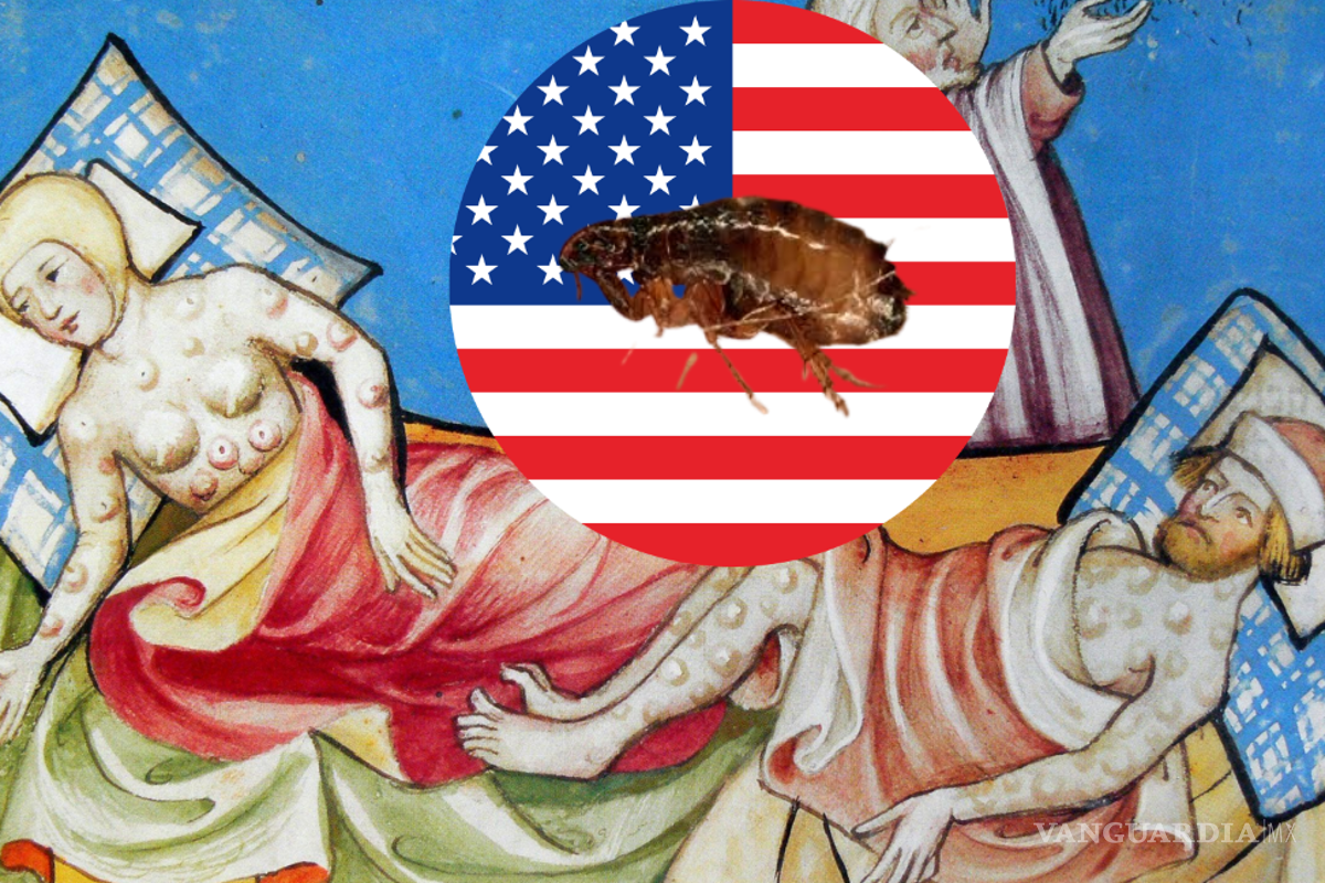 Peste Bubónica en California; segundo caso reportado en los Estados Unidos en el 2025