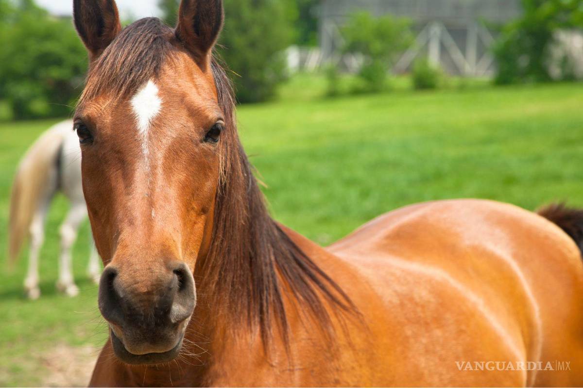 En cada cabalgata que se realiza en Coahuila, por lo menos muere un caballo