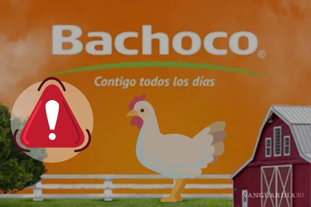 ¡Alerta Bachoco por estafas con su nombre! ¿Cómo es el modus operandi?