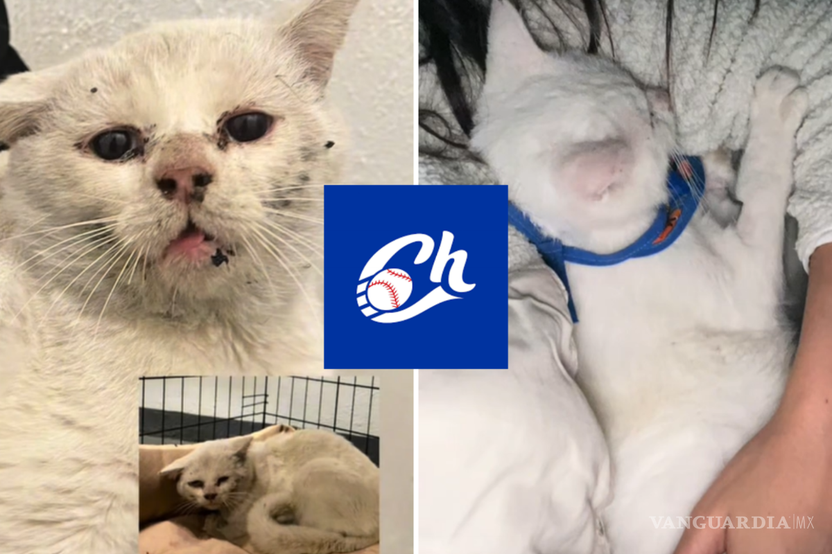 ‘Charro’, el gato rescatado en un juego de los Charros de Jalisco que se volvió viral