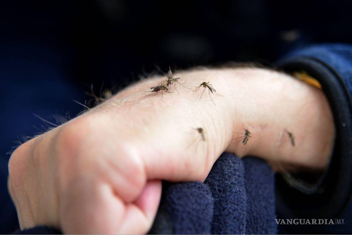 Prevén incremento de mosquitos tras lluvias en región sureste de Coahuila; podrían crecer contagios de dengue