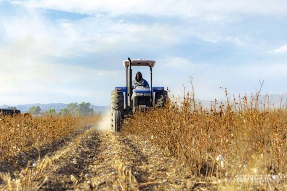 Reportan productores del campo coahuilense pérdidas del 65% por sequía y falta de apoyo federal