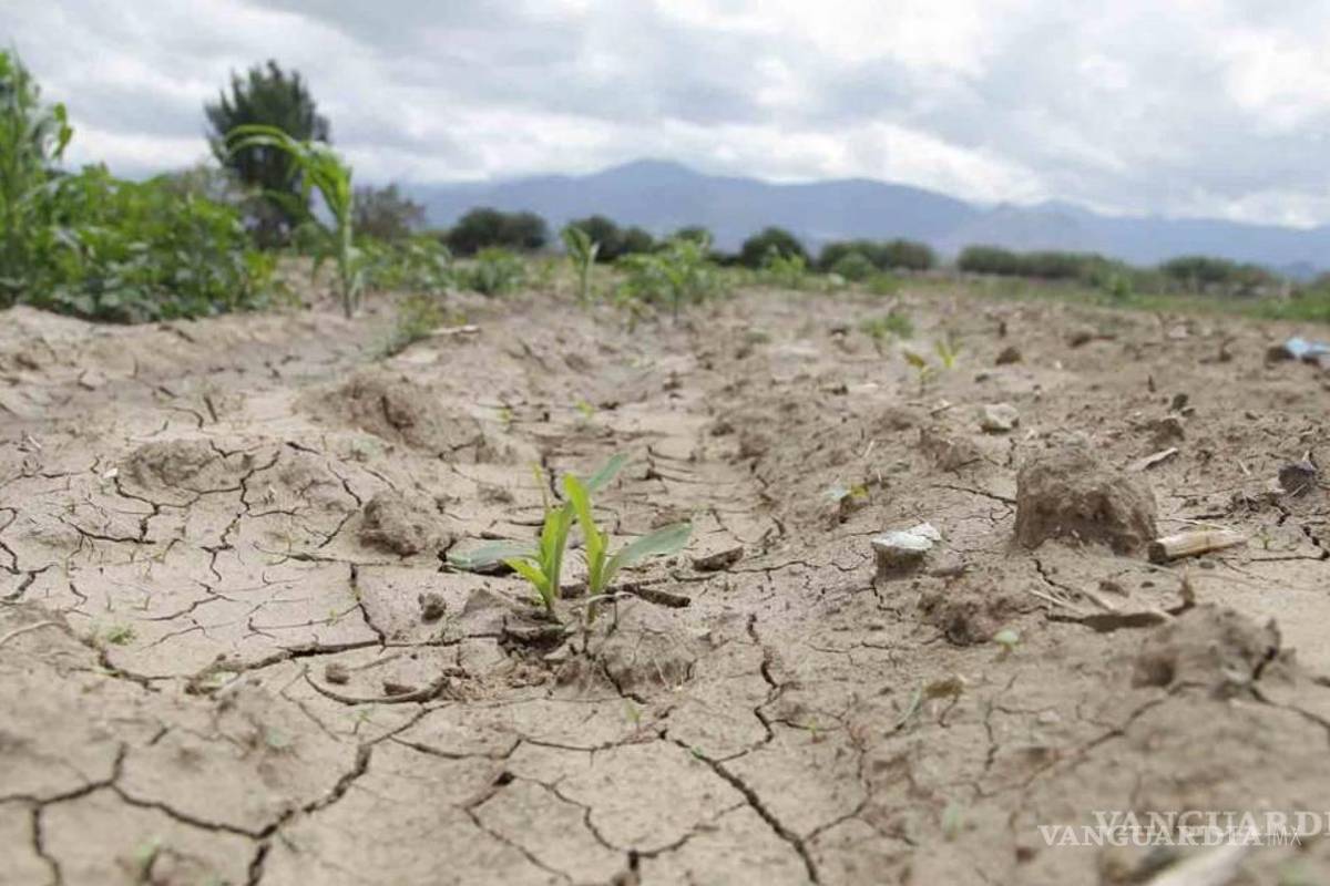 Piedras Negras: Más de 200 hectáreas están en riesgo por la sequía