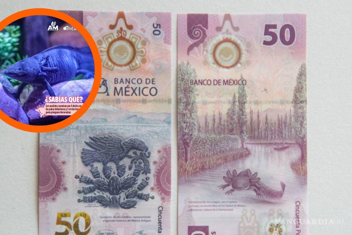 ¿Viajas de Saltillo a la CDMX? Prepárate para conocer a Gordita Ajolotita, la famosa modelo del billete de 50 pesos