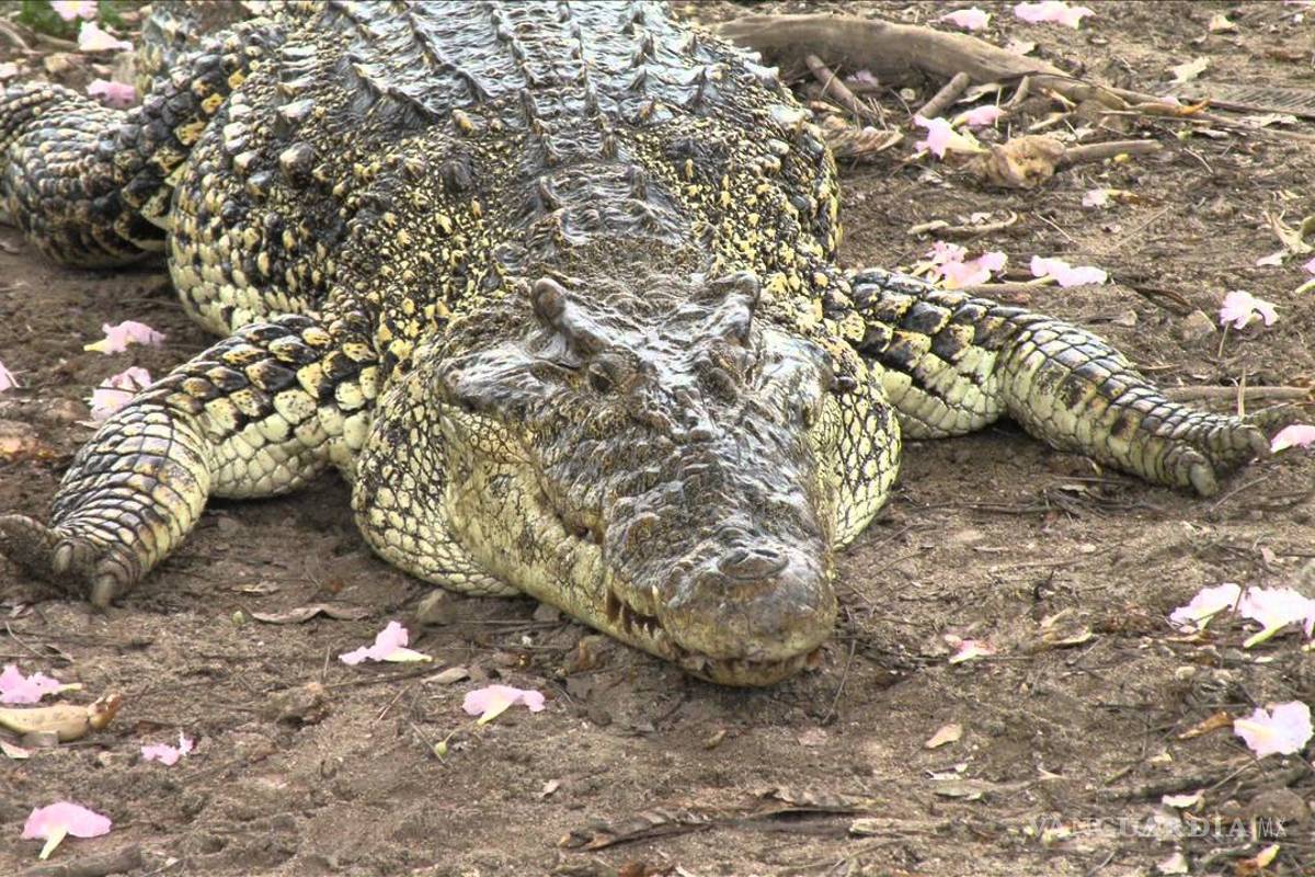 Un cocodrilo de 90 kilogramos se atrinchera en el porche de una casa de Texas