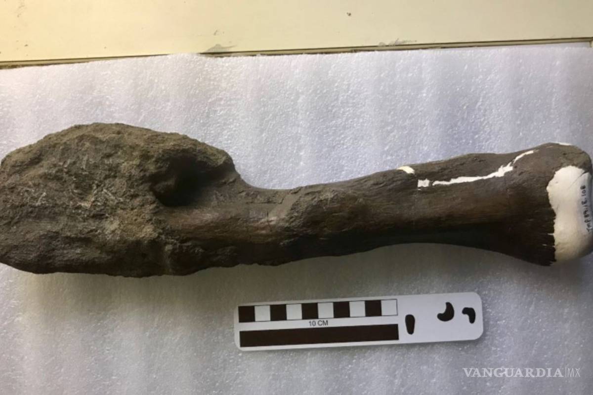 Por primera vez descubren un cáncer de hueso en un dinosaurio en Londres