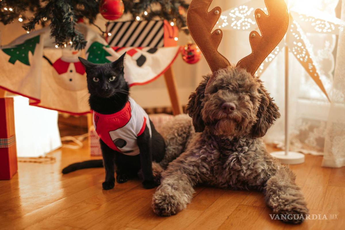 ¿Feliz Navidad para todos? Fallecimientos, ansiedad y estrés, protege a tus mascotas de los efectos de la pirotecnia