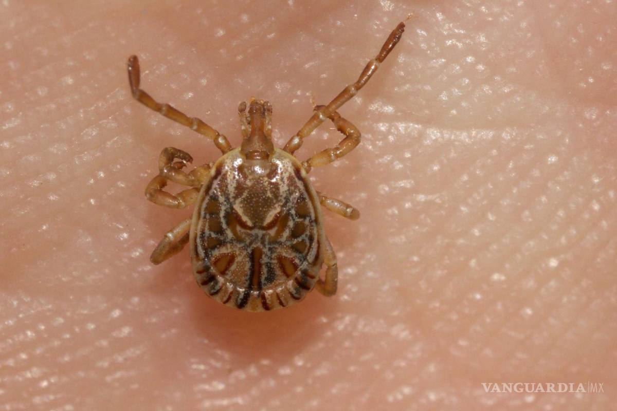 No solo es el dengue, Saltillo lidera casos de rickettsia en Coahuila