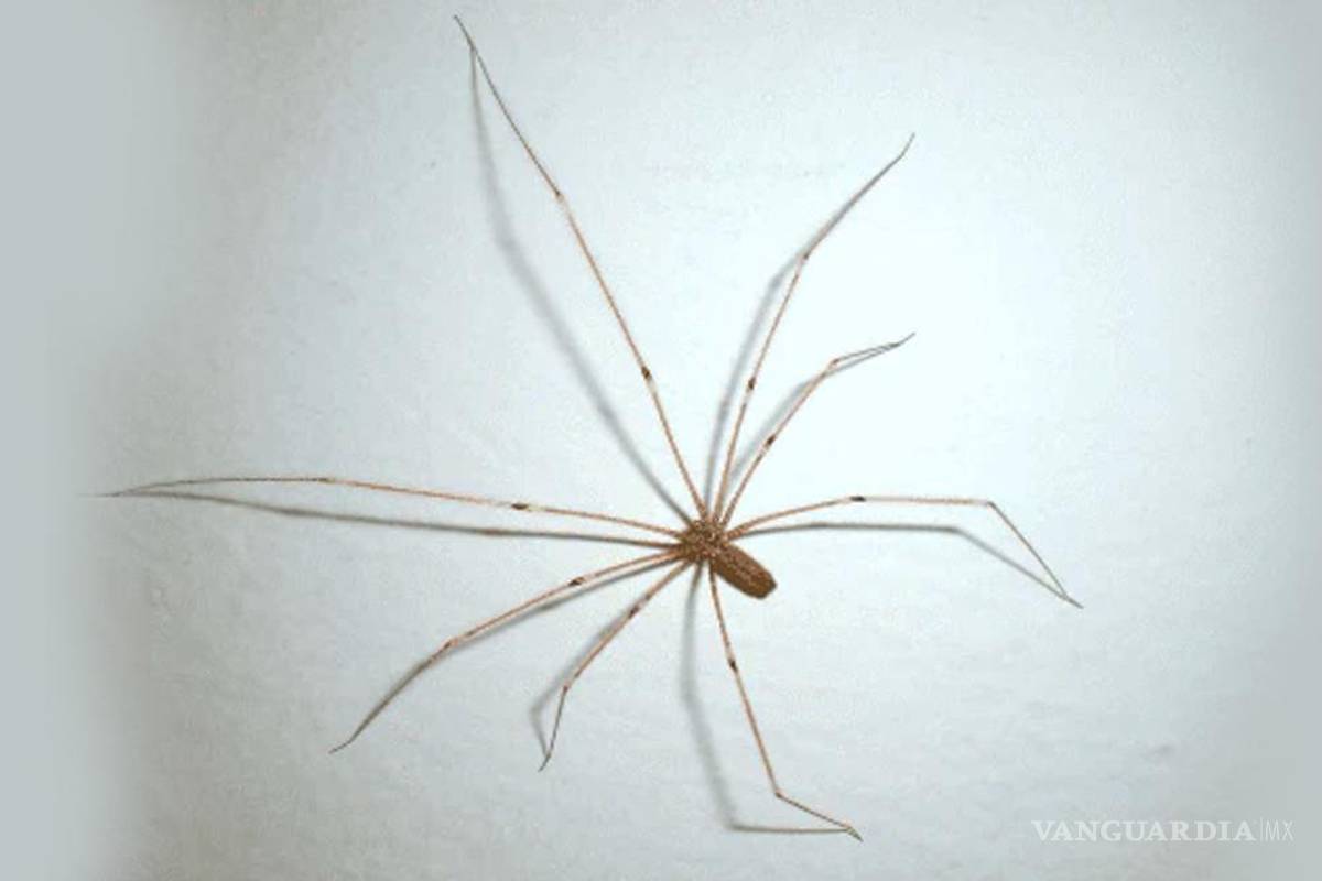 ¡No la mates!... Si ves a esta araña en tu casa no le hagas daño pues puede salvarte la vida