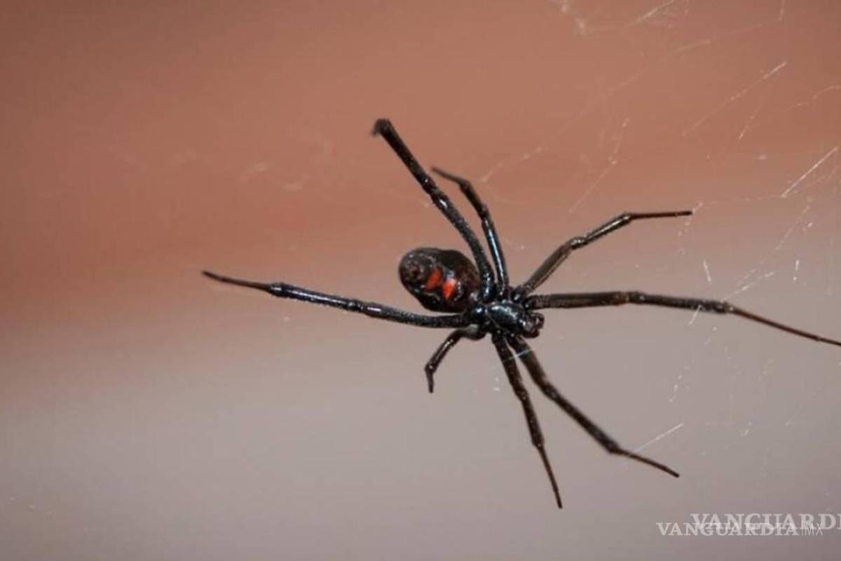 $!¿Cuándo inicia la temporada de arañas en México?... cómo saber cuáles son peligrosas y qué hacer si las vemos en casa