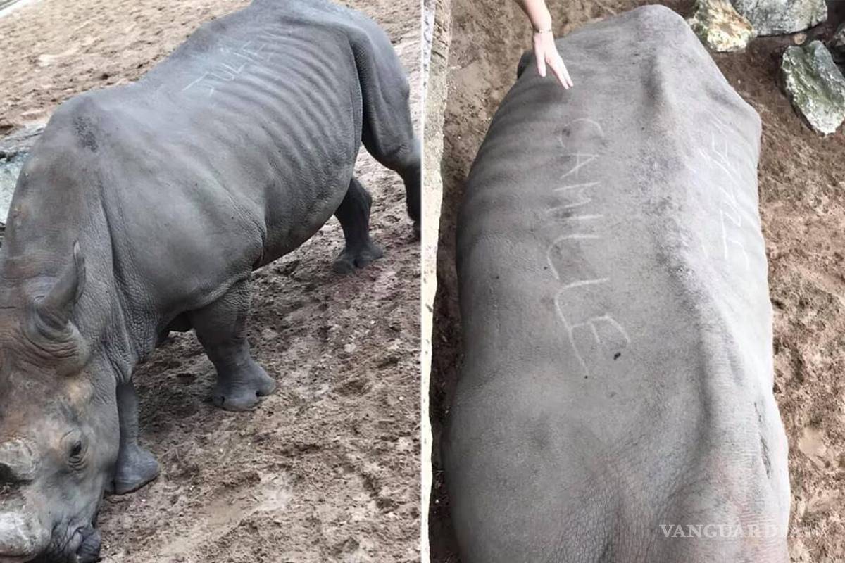 Un par de visitantes a un zoológico graban sus nombres en piel de rinoceronte