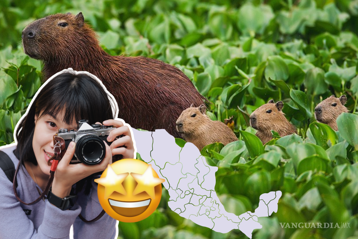 Dónde ver capibaras en Semana Santa: en estos lugares de México puedes acariciarlos y convivir con ellos