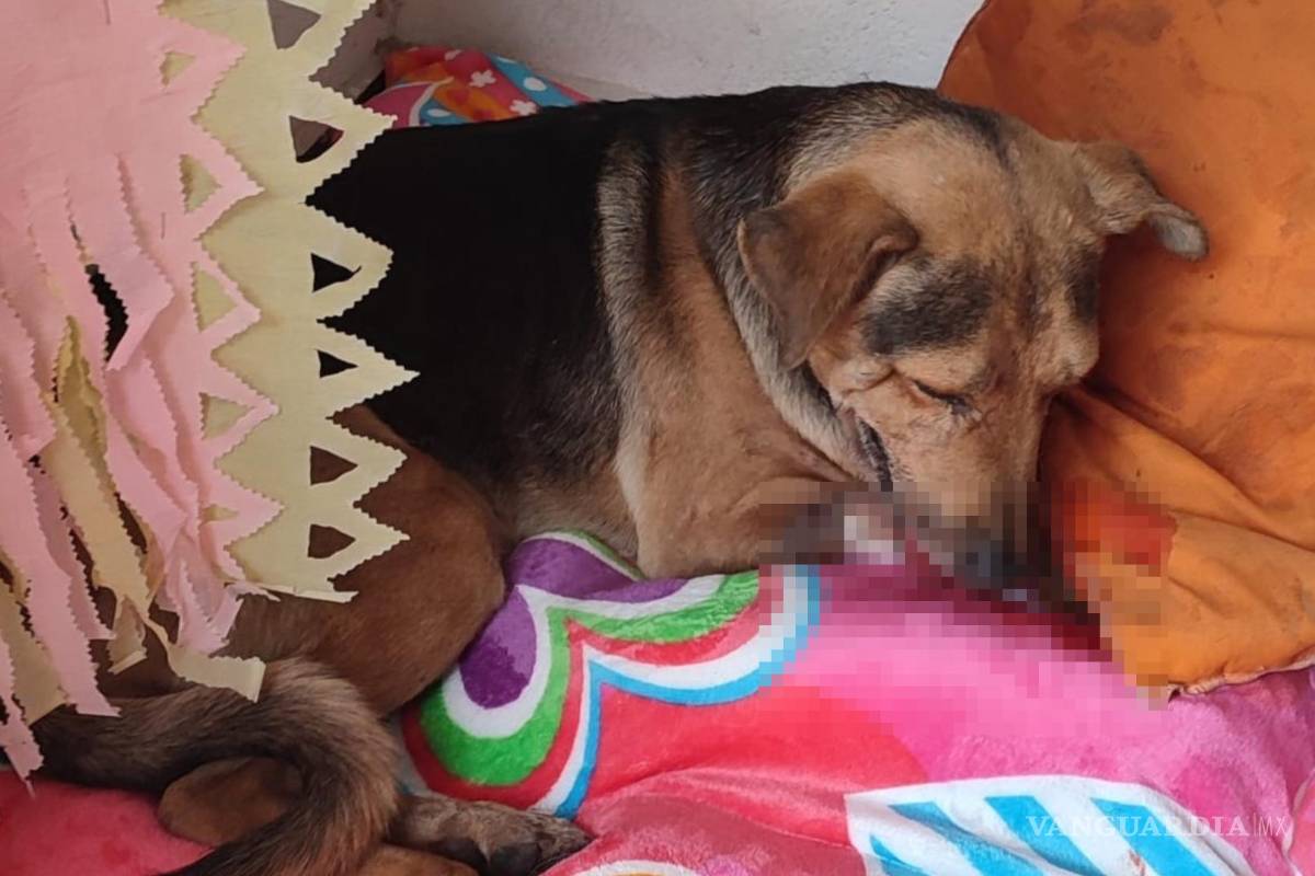 La historia de Stich, el perrito que fue brutalmente golpeado por robarse un pan en Guerrero