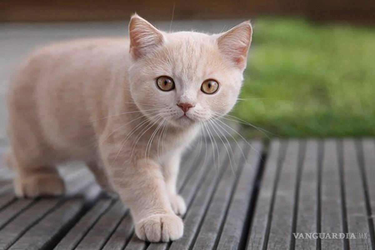Esperaba gato de ensueño y recibe un cadáver