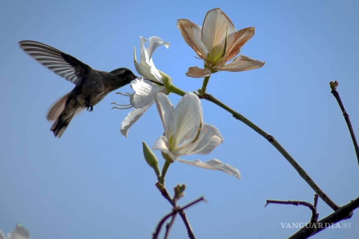 UNAM va al rescate del colibrí con creación de jardines