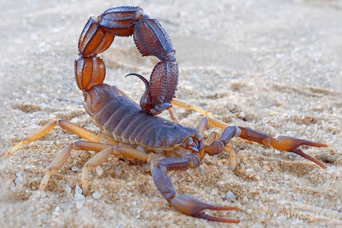 ¿Cómo saber si un alacrán es venenoso o inofensivo?... Así puedes diferenciarlos