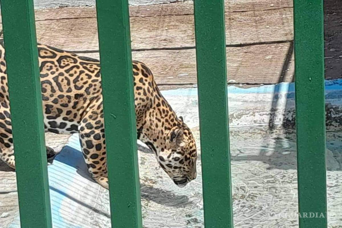 Suspenden en Nuevo León parque de especies exóticas