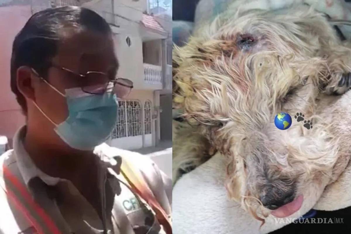 Empleado de CFE enterró desarmador a una perrita ciega