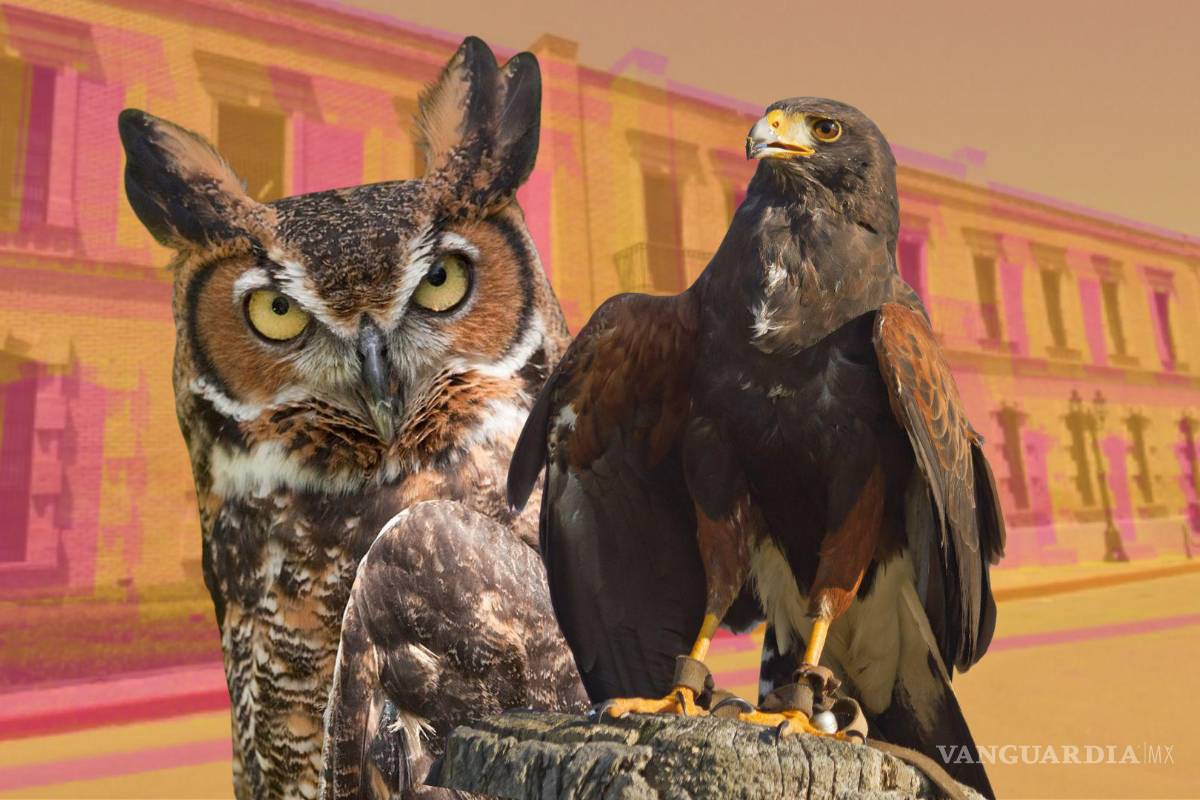 ¡Celebra Museo de las Aves 32 años en Saltillo con entradas gratis, búho cornudo y aguililla rojinegra!