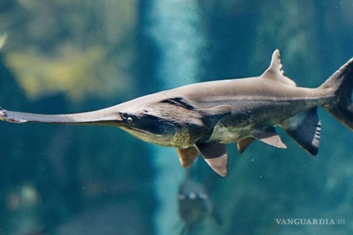 Declaran pez remo gigante chino del río Yangtse como el primer animal oficialmente extinto del 2020