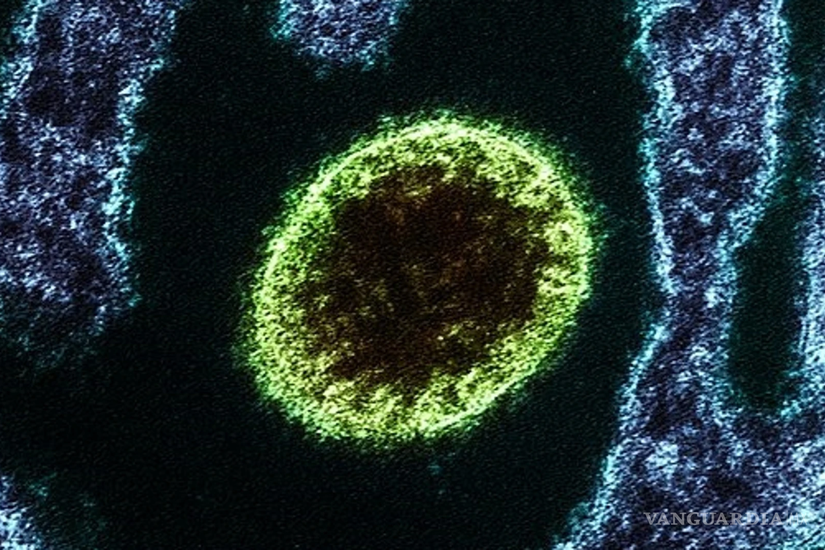 Alertan por presencia en India de mortífero virus llamado Nipah