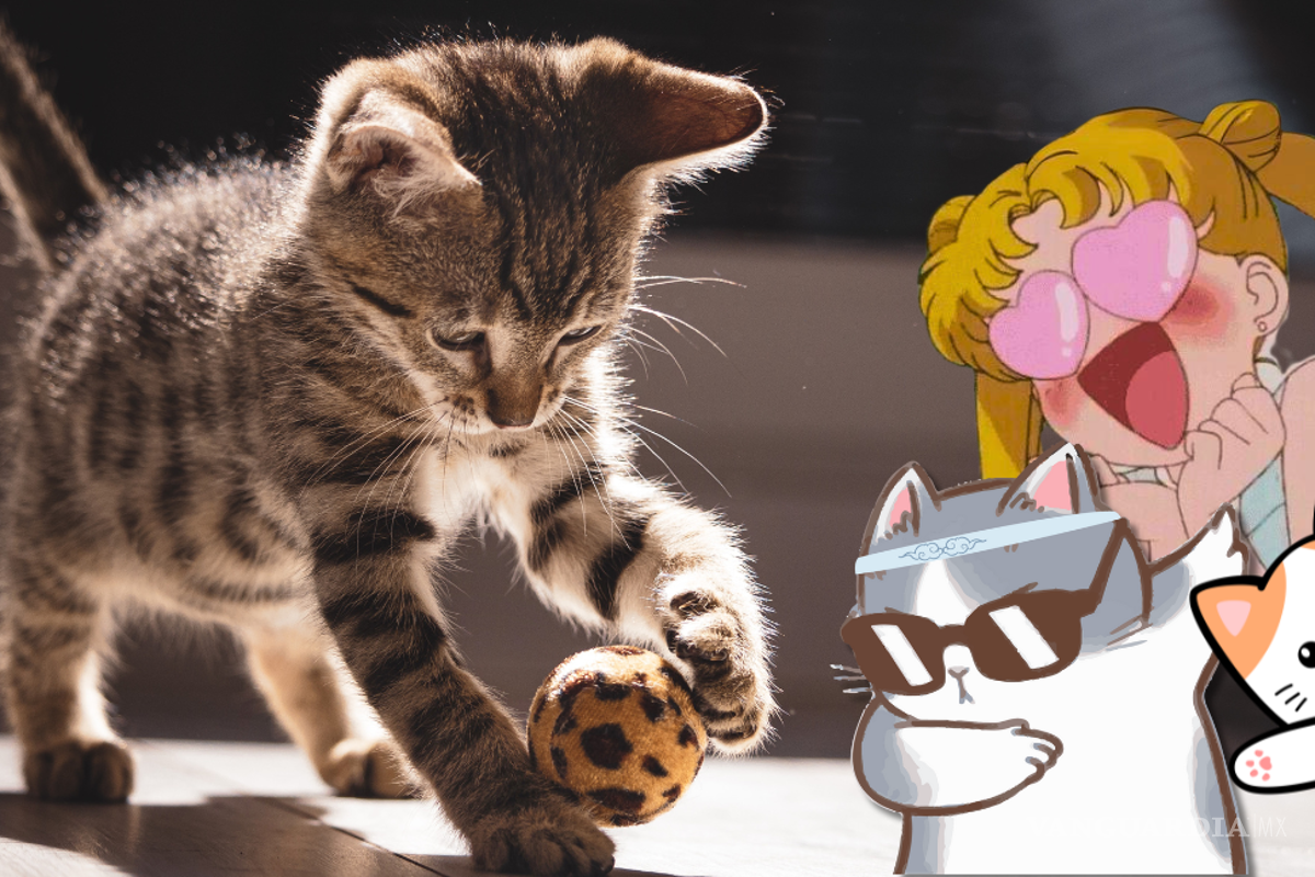 Descubre 30 datos fascinantes sobre los gatos que quizá no conocías